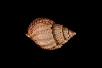 藏品(織紋螺)的圖片